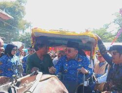 Bupati dan Wakil Bupati Majene Lepas Pawai Messawe Totamma Sendana, Tradisi Syukur Khataman Al-Qur’an yang Semarakkan Budaya Mandar